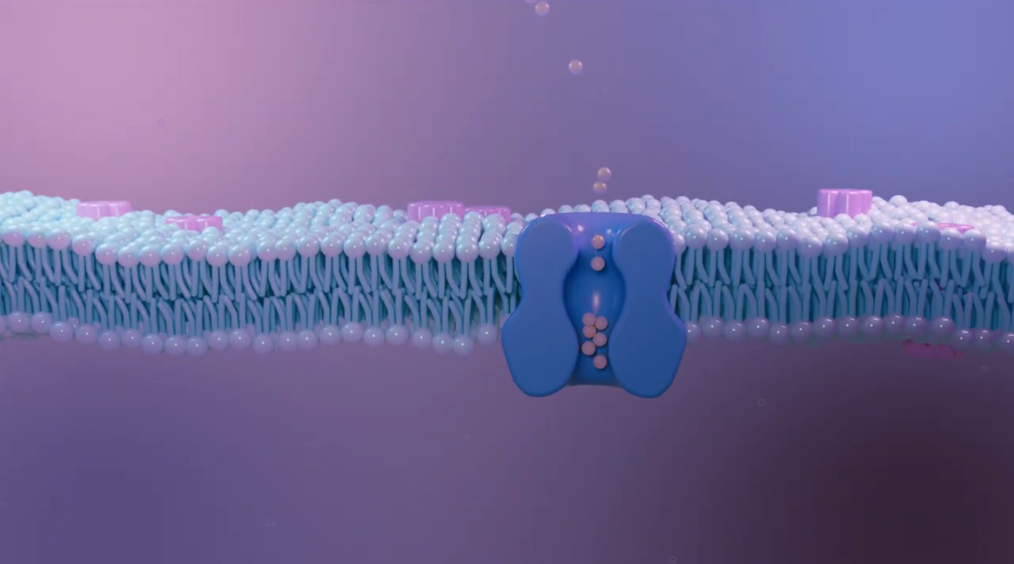 Ion Channel Animation